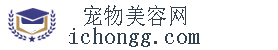 宠物美容培训
